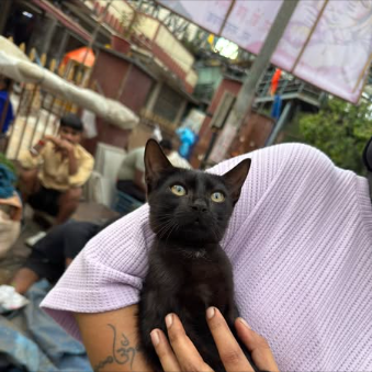 Main kitten image
